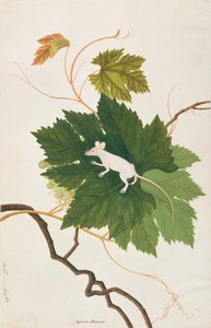 家のマウス、マラッカの動物、昆虫、爬虫類の絵から、c.1805-18（紙とトイレとガッシュ） 作： Chinese School